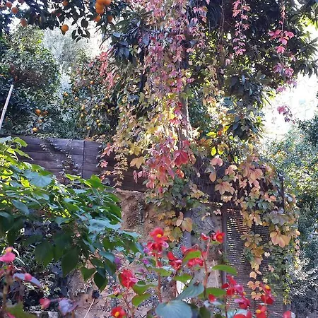 Citrus Garden Отель Анталья