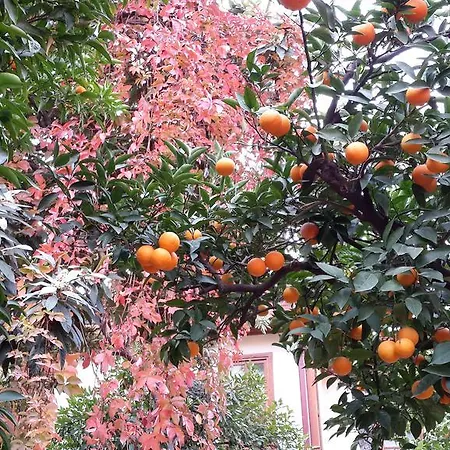 Citrus Garden Отель Анталья